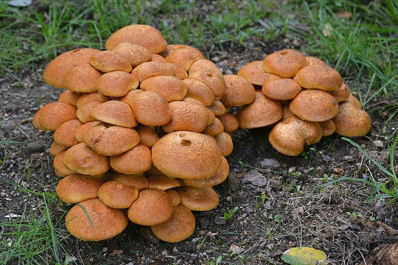 野生真菌图片摄影美食