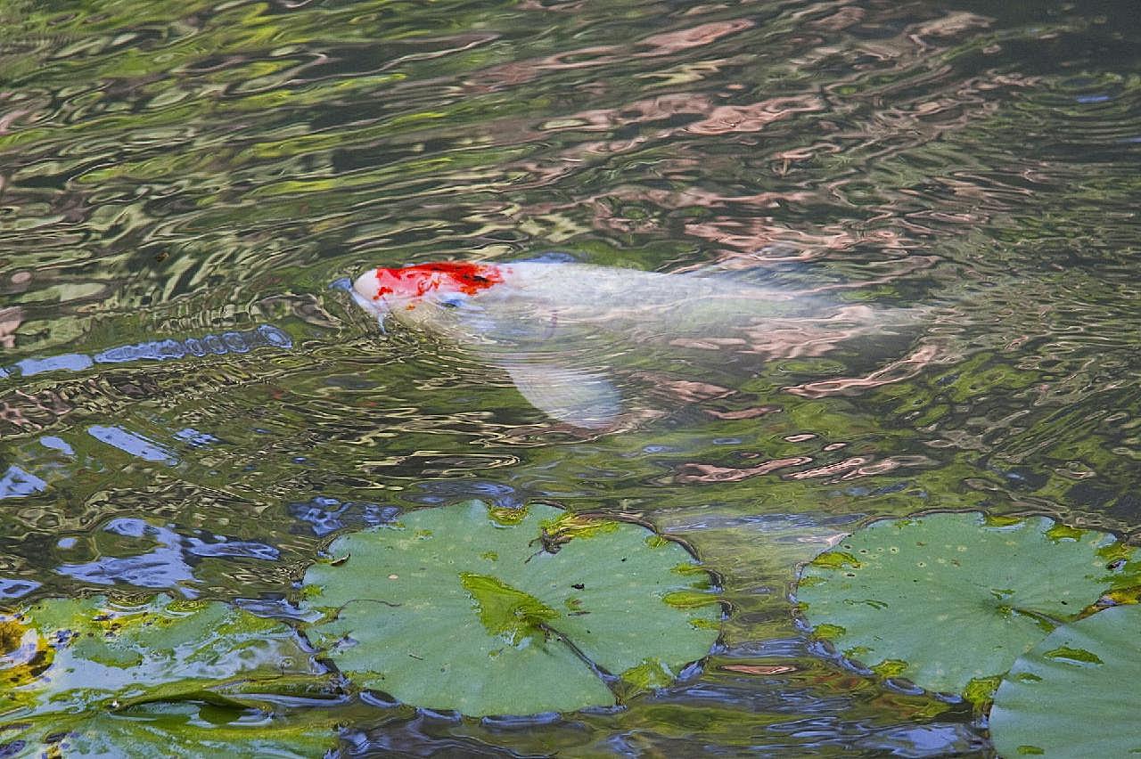 池塘锦鲤图片摄影高清