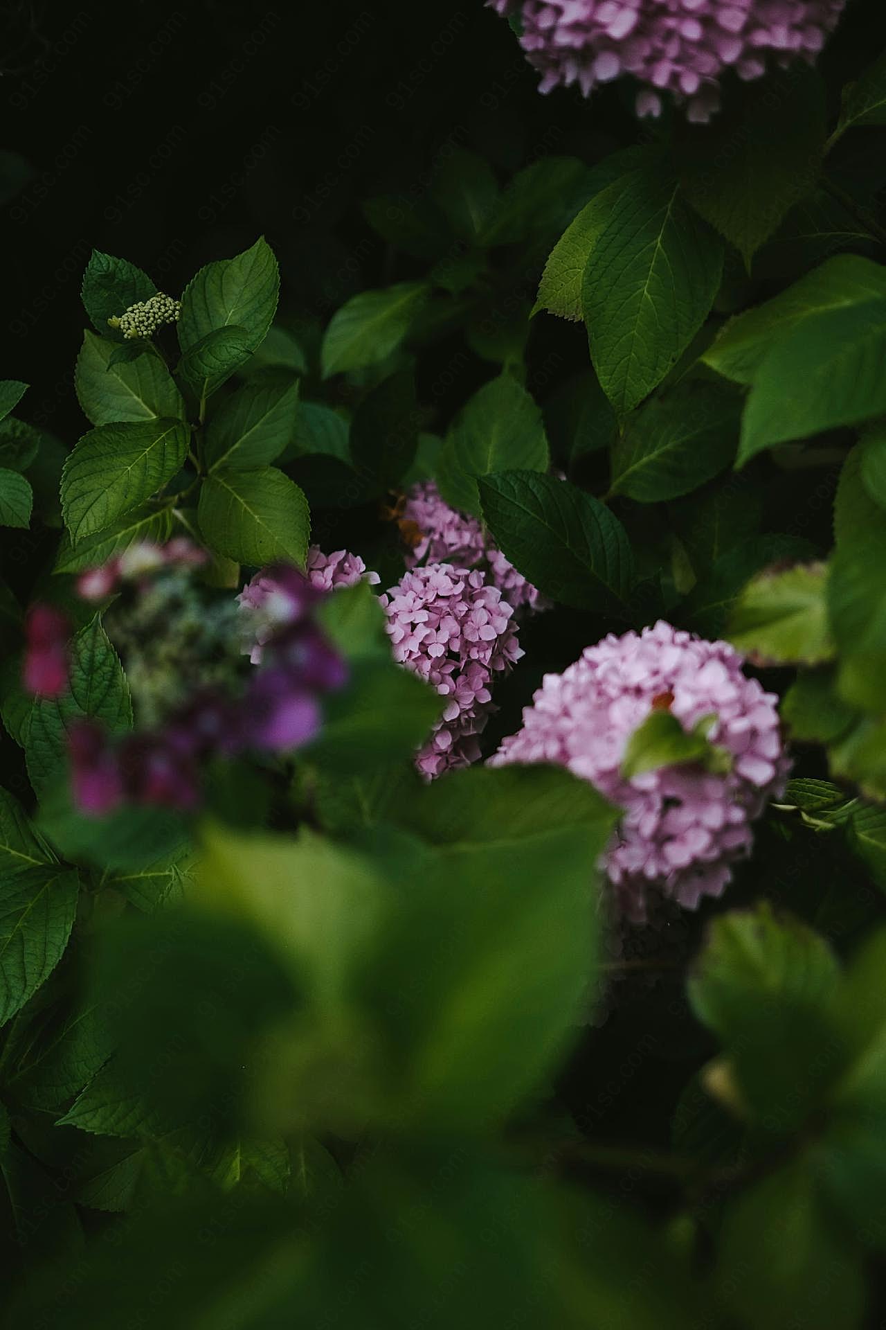 紫绣球花图片花卉