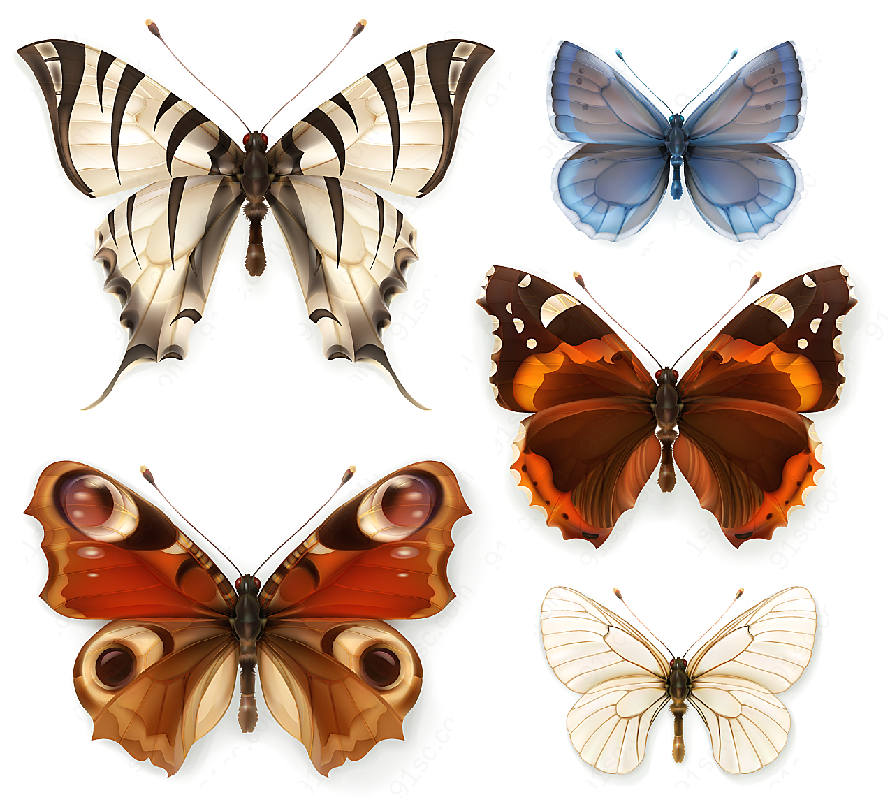 蝴蝶标本矢量矢量昆虫