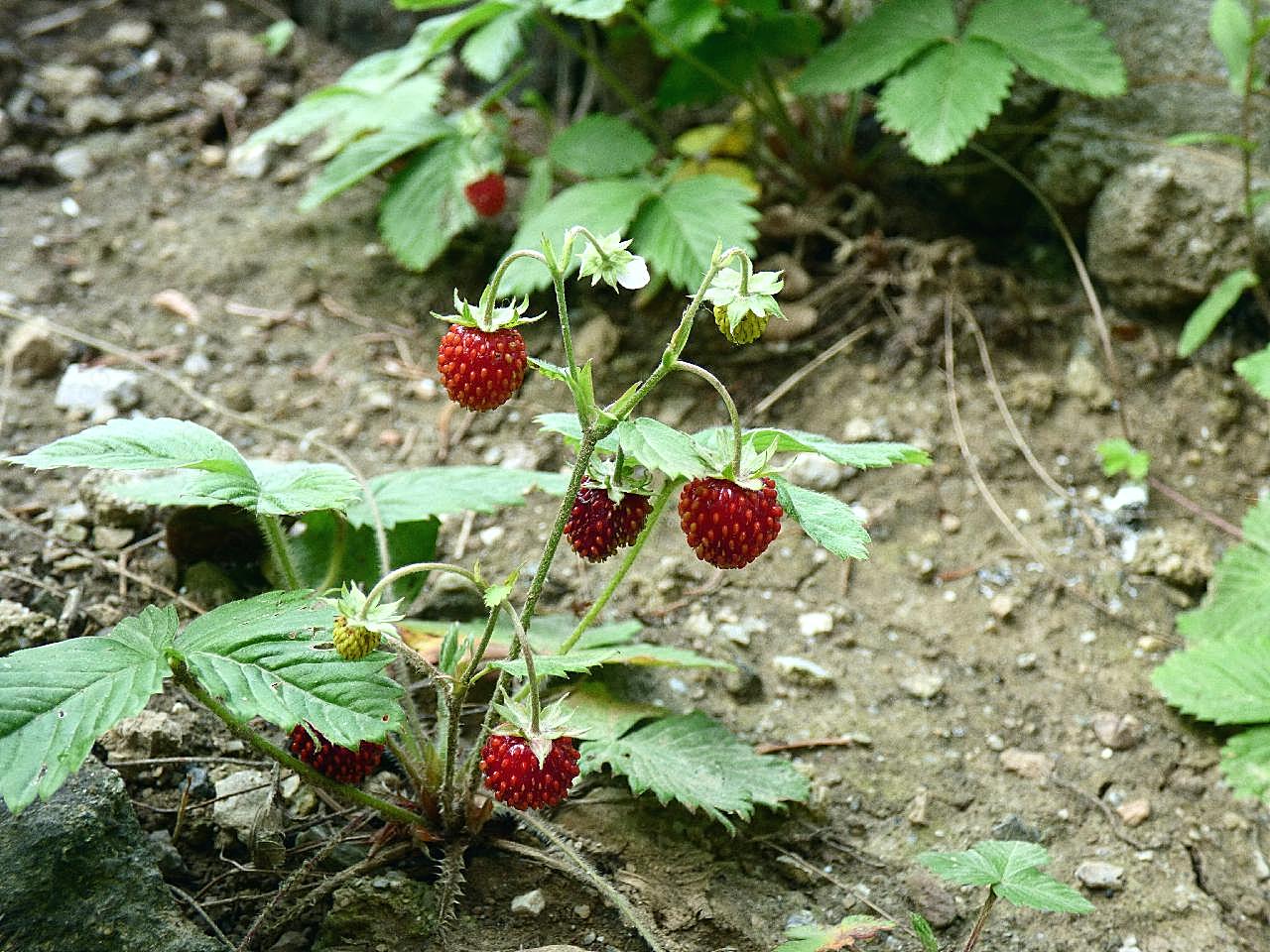 路边的野草莓图片摄影