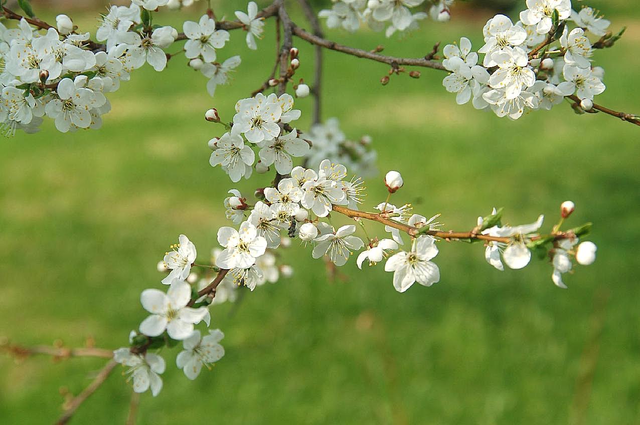 春天桃花盛开图片摄影高清