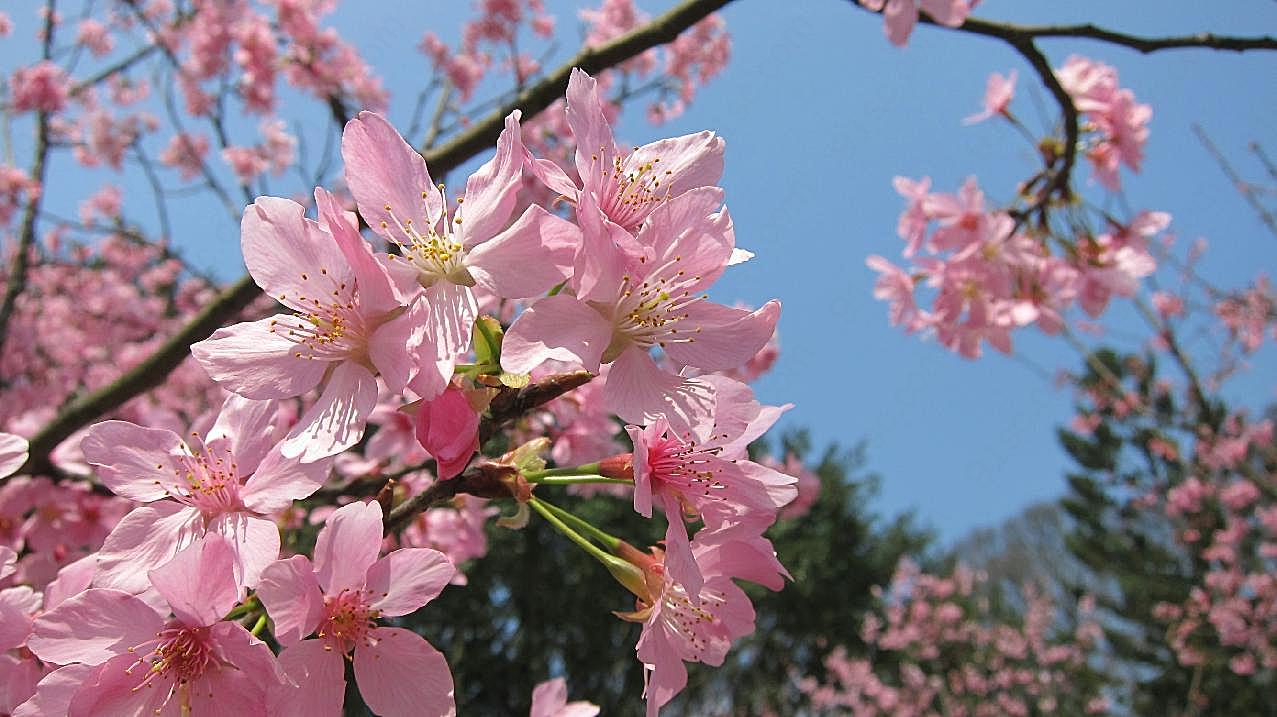 高清粉红桃花图片下载花卉