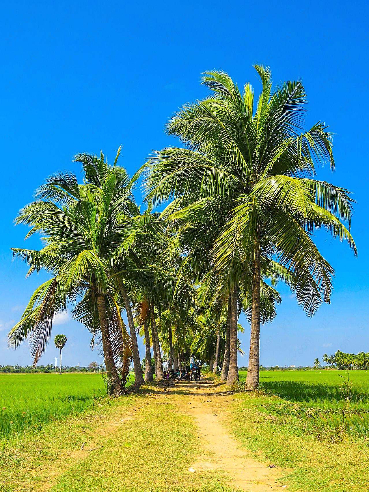 夏日棕榈树图片摄影自然