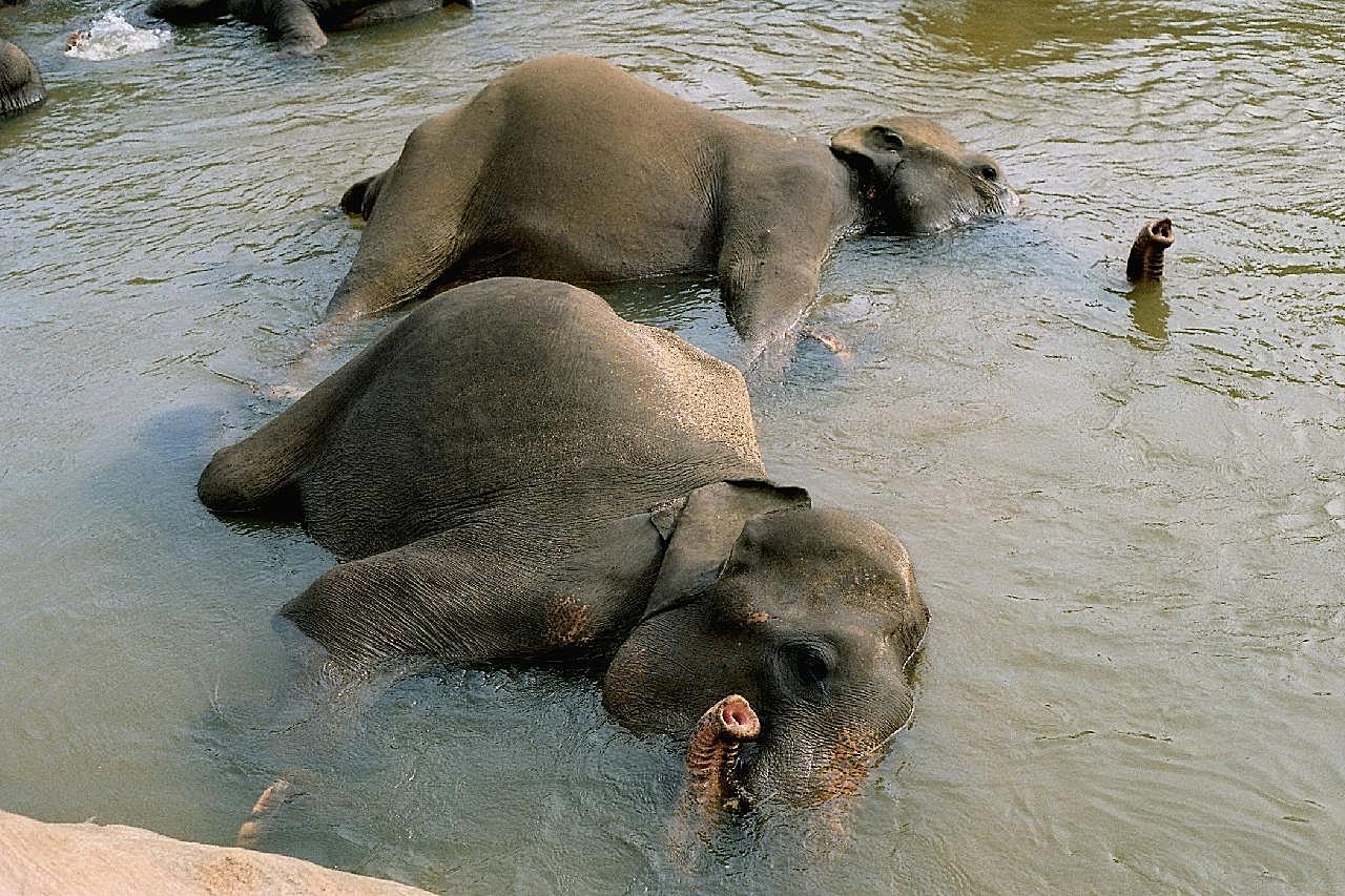 洗浴的大象图片摄影