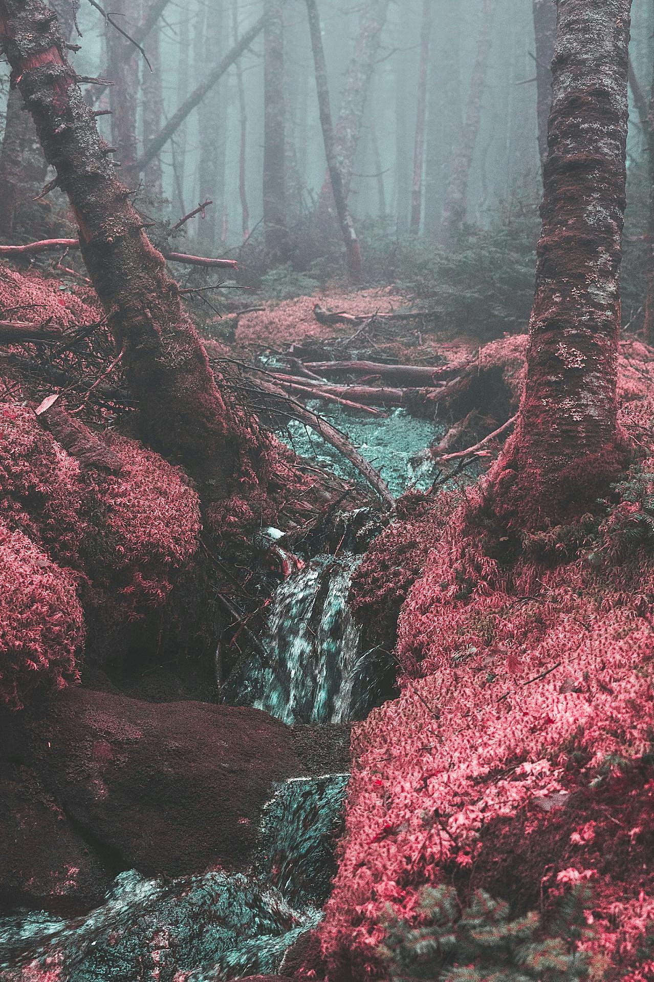 迷雾森林溪流图片山水风景