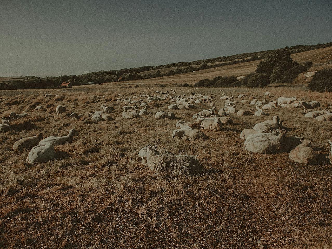 草原上的绵羊图片摄影