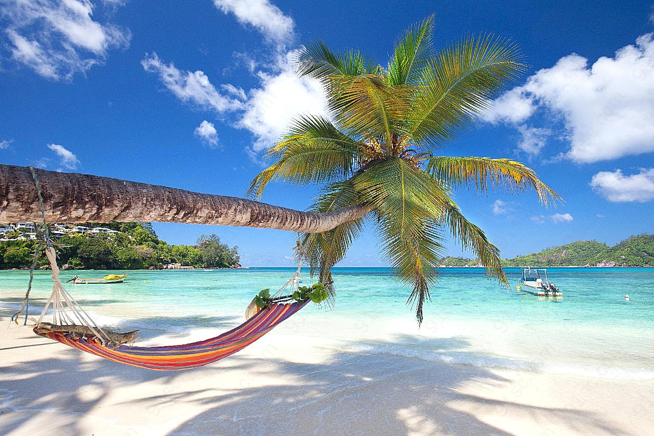 海边椰子树吊床图片景观摄影