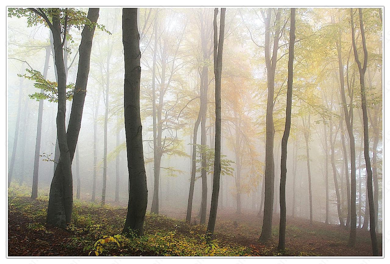 迷雾图片树林