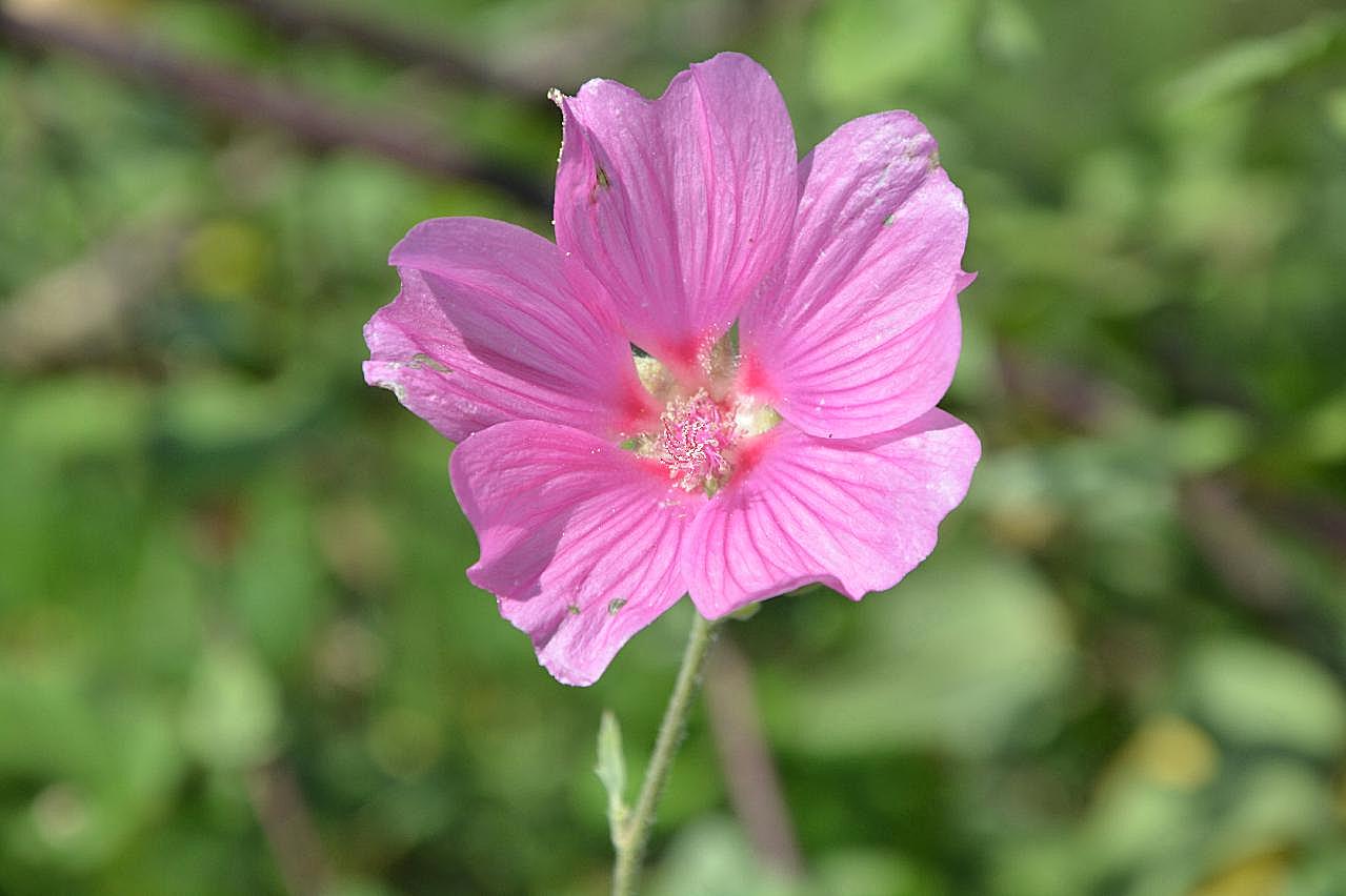 小清新芙蓉花图片高清摄影