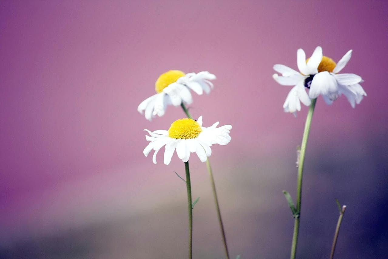 小图片菊花