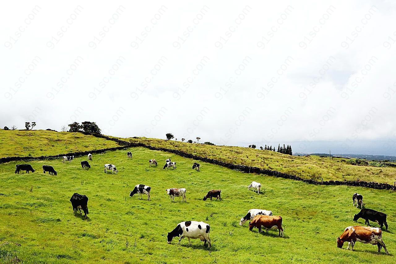 牧场奶牛群图片动物图片