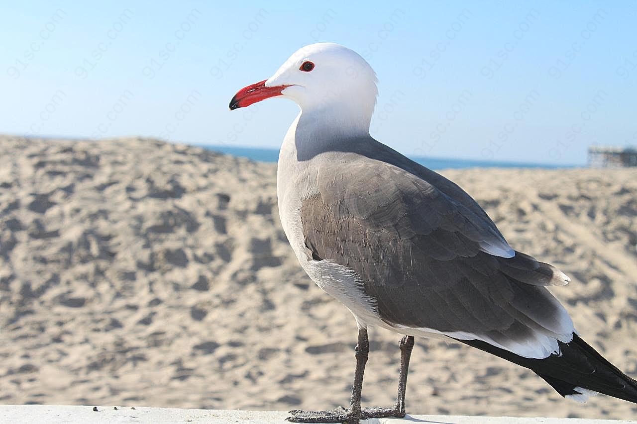 海滩海鸥摄影图片飞禽世界