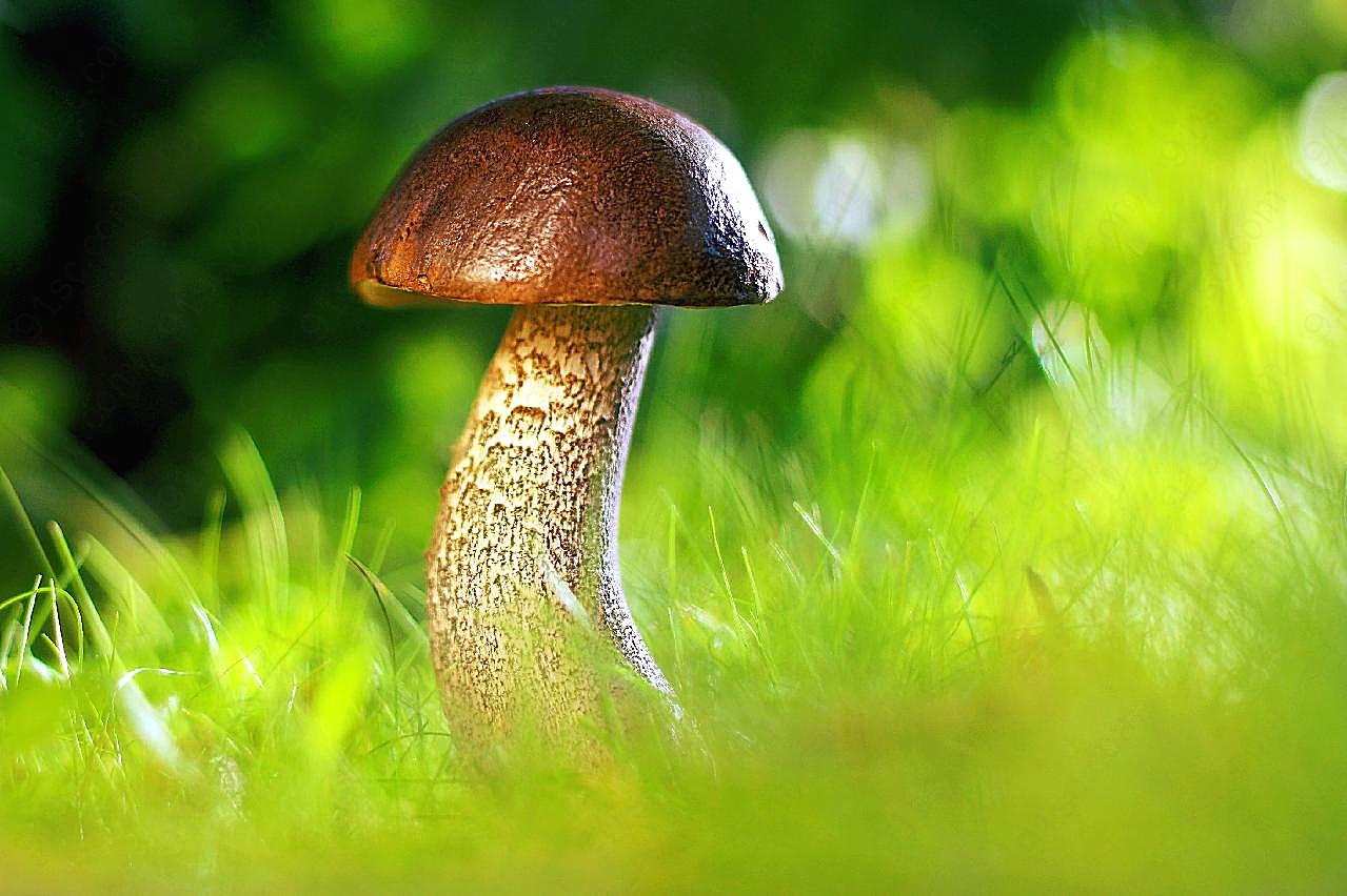 野蘑菇摄影唯美图片蘑菇图片