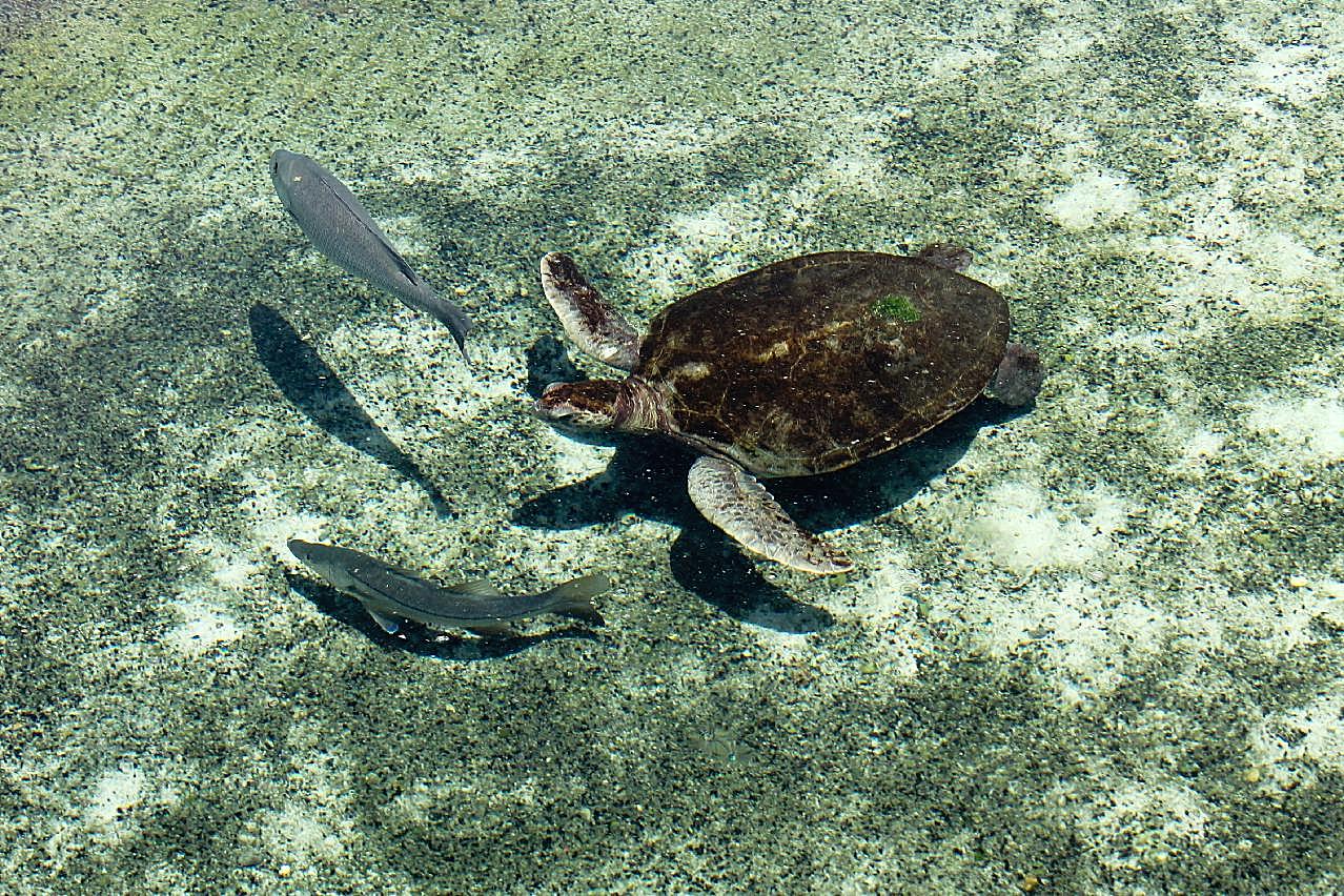 海底乌龟图片摄影