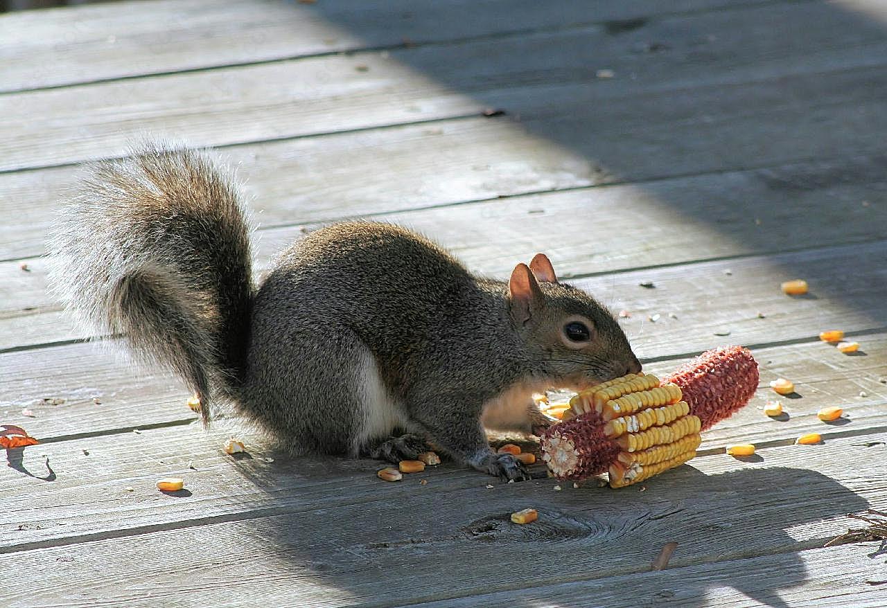 高清小松鼠吃玉米图片动物图片