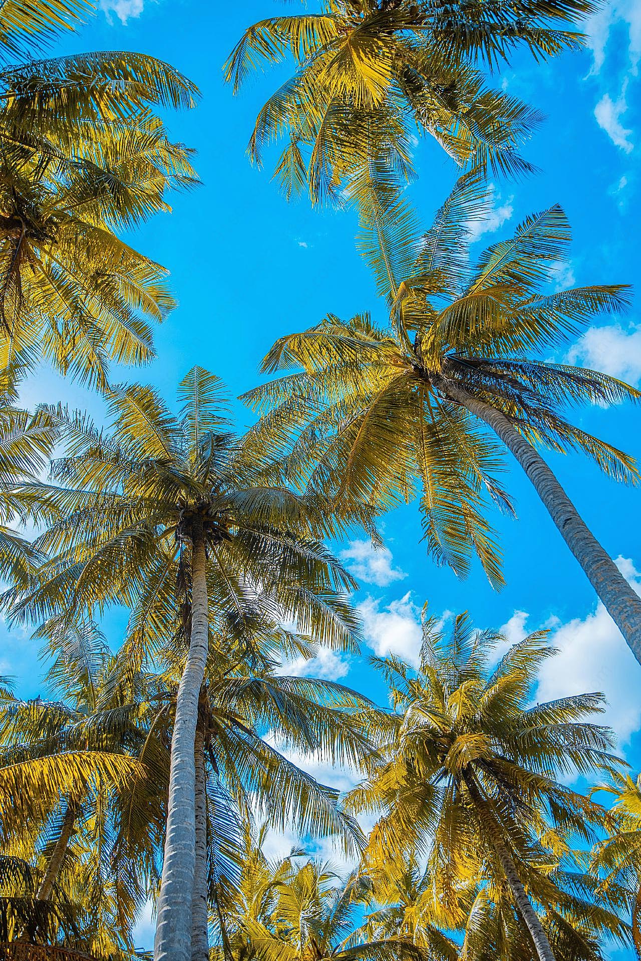 高大椰子树图高清