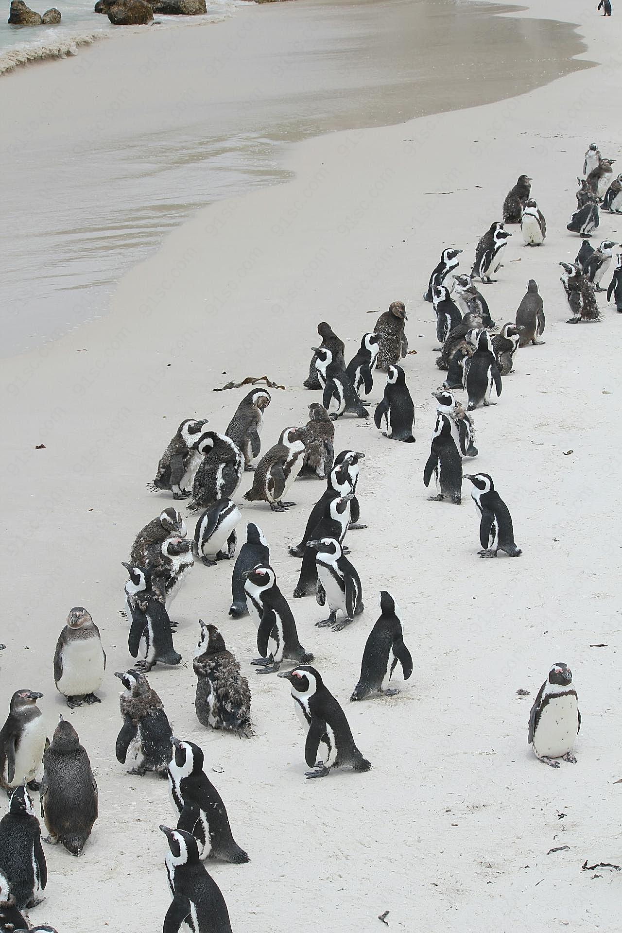 沙滩企鹅群图片摄影高清