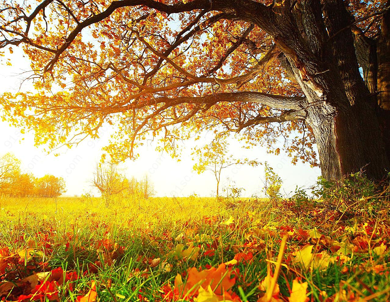 美丽的秋天图片自然景观