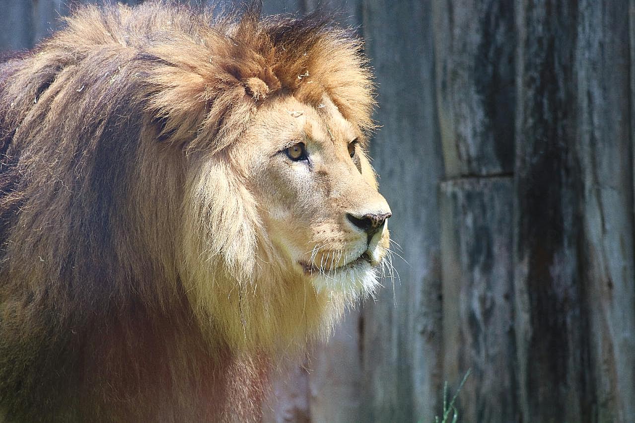 大狮子肖像图片高清摄影