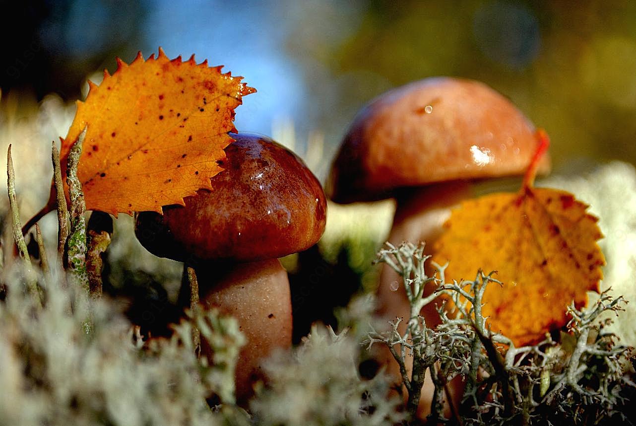 牛肝菌图片蘑菇图片