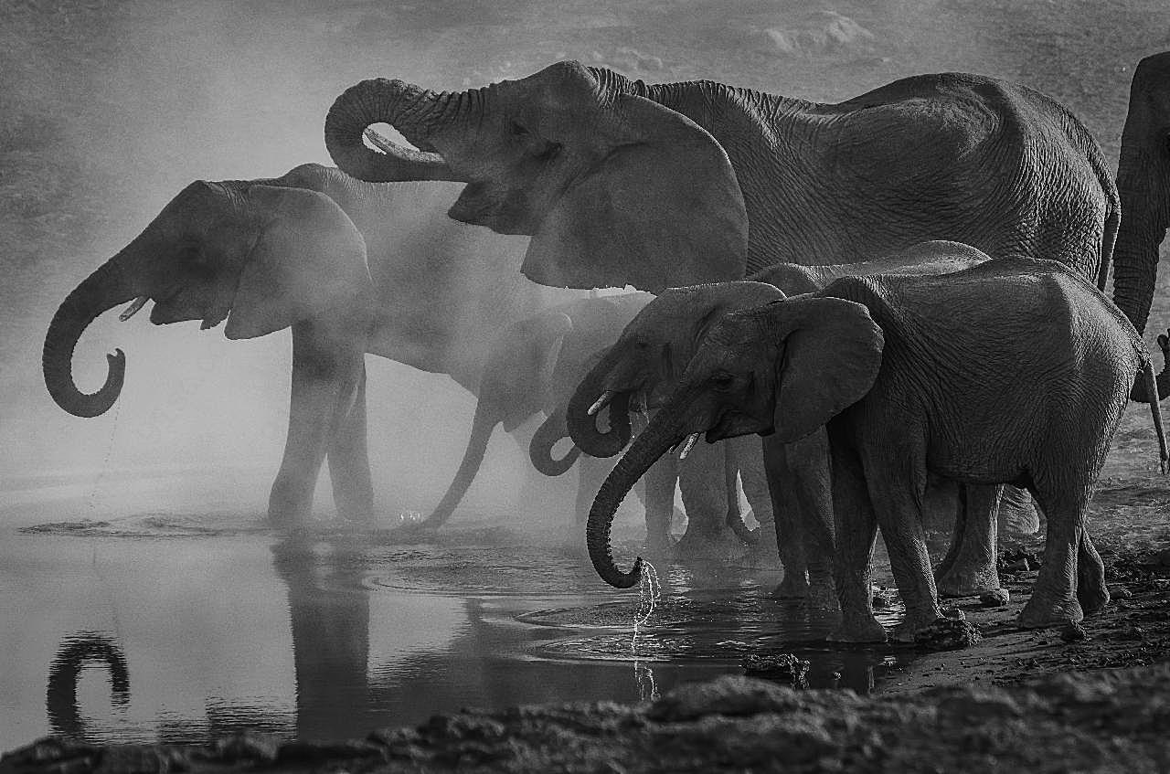 河边喝水的大象生物世界高清摄影