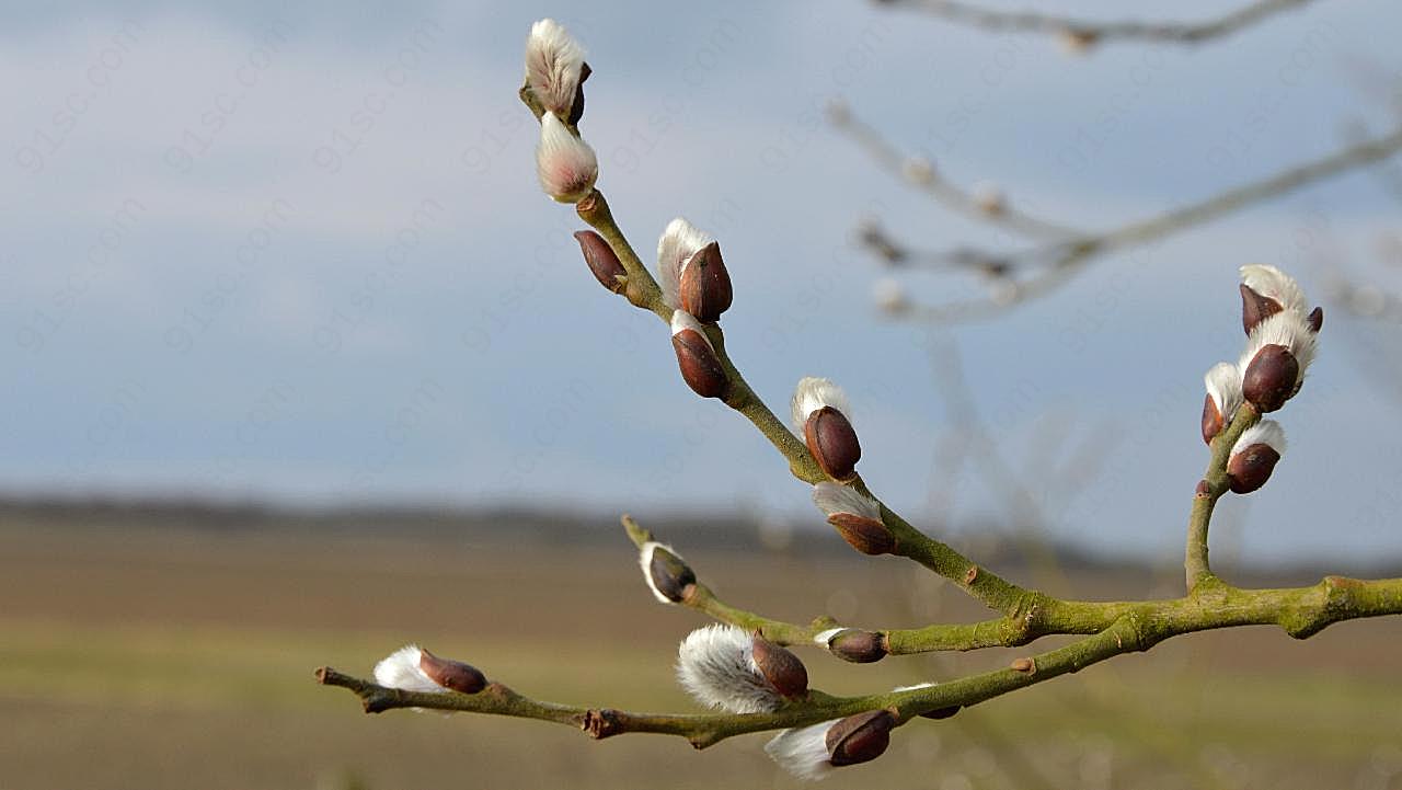 春日树枝芽孢图片自然