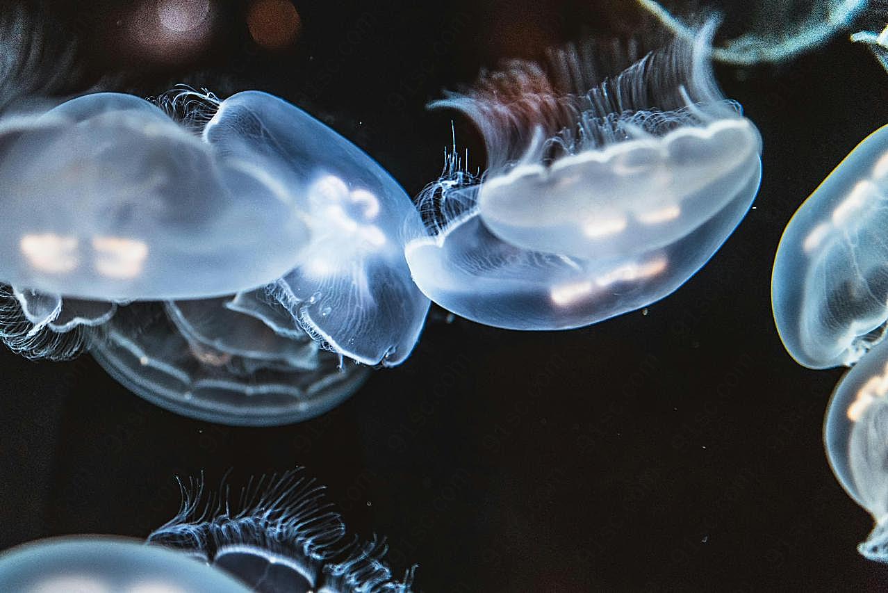 海中透明水母图片高清摄影