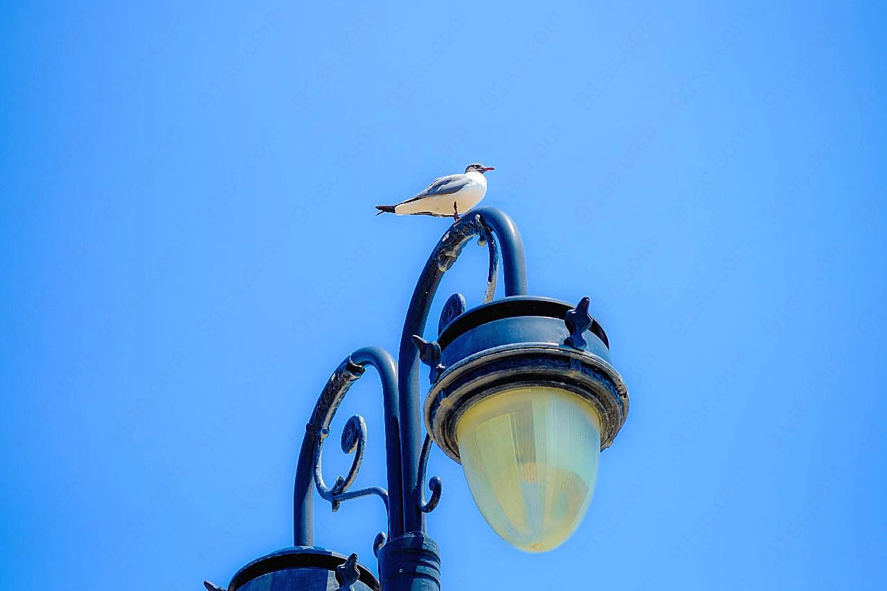 路灯上的海鸥图片摄影高清