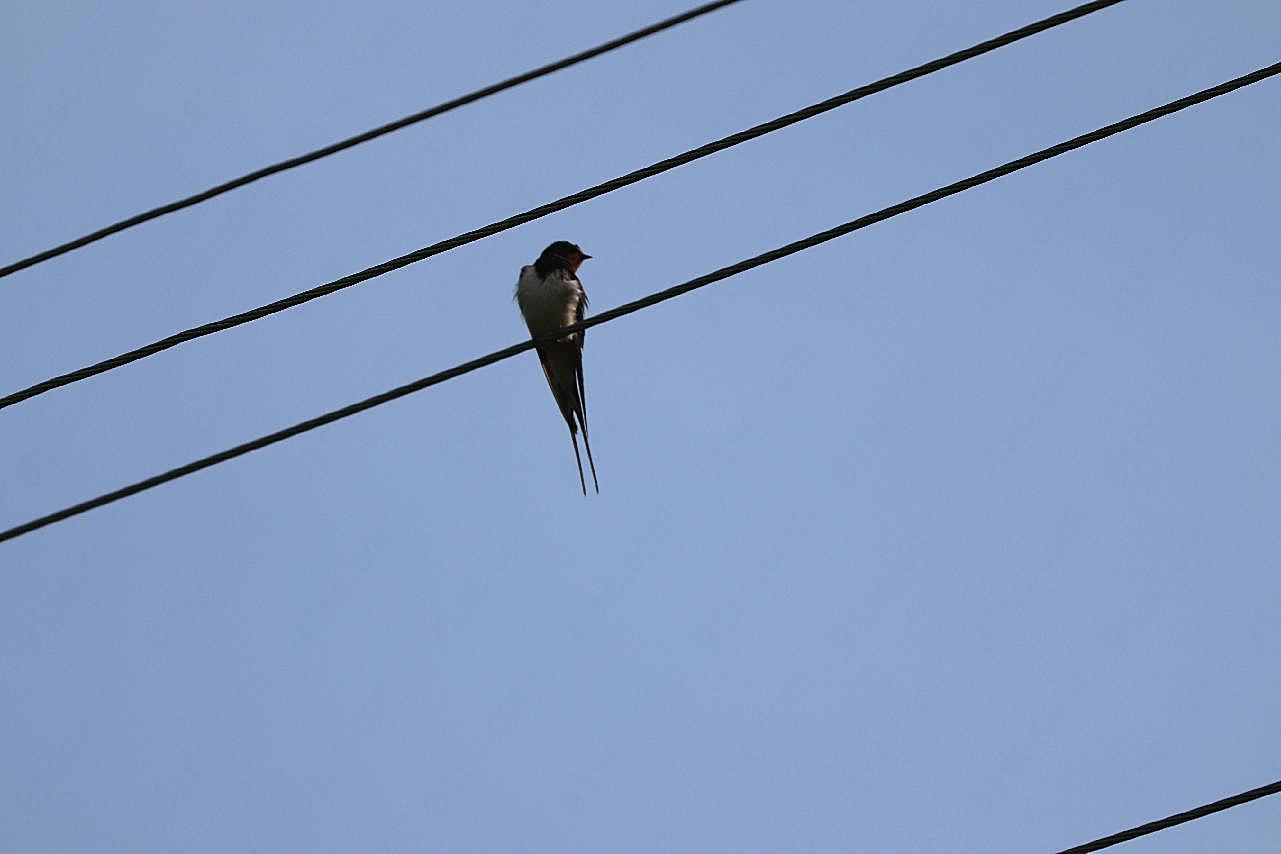 电线上的燕子图片飞禽世界