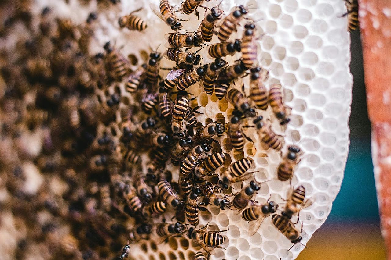 蜂窝上成群的蜜蜂图片昆虫