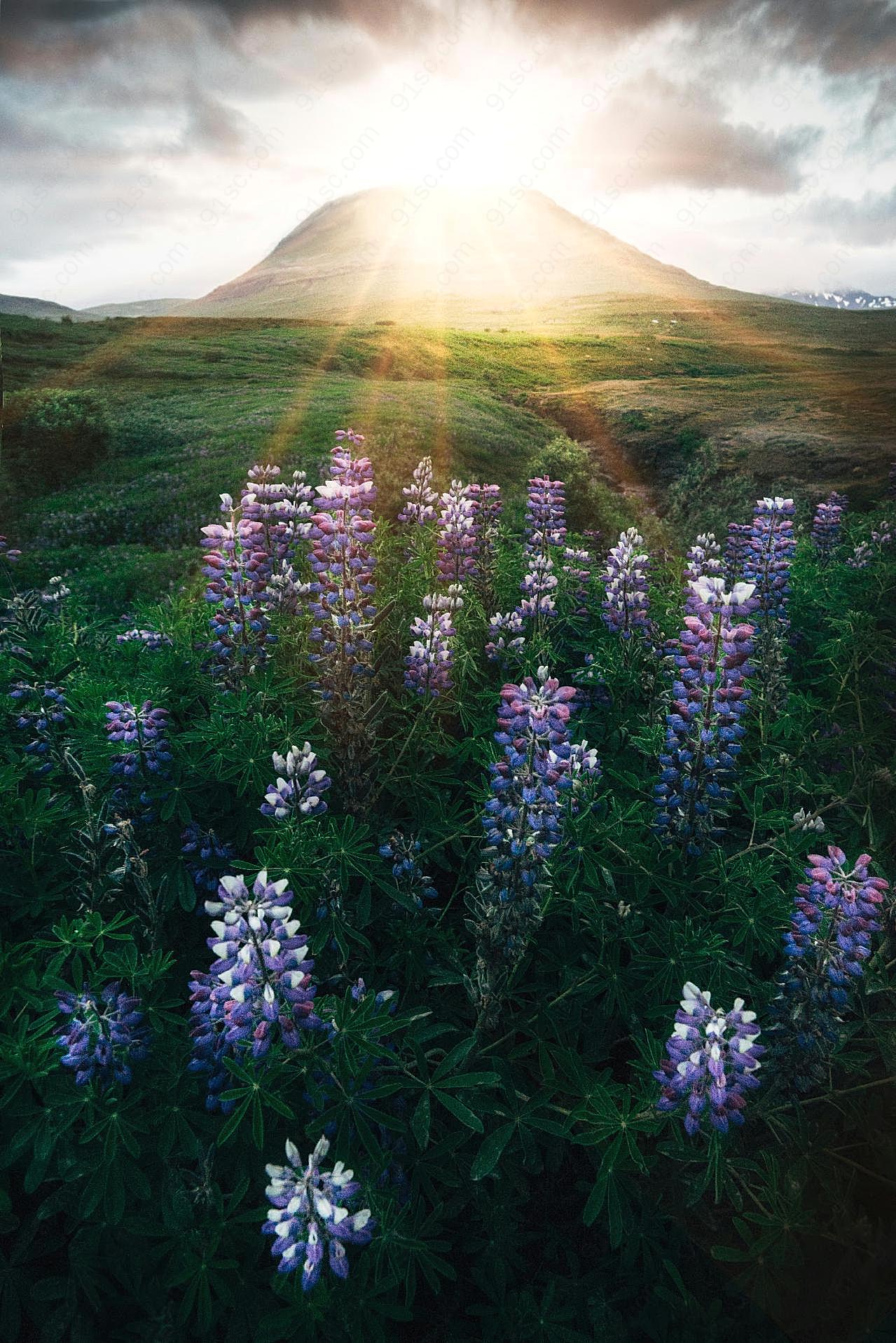 逆光花草唯美风景图片花草图片