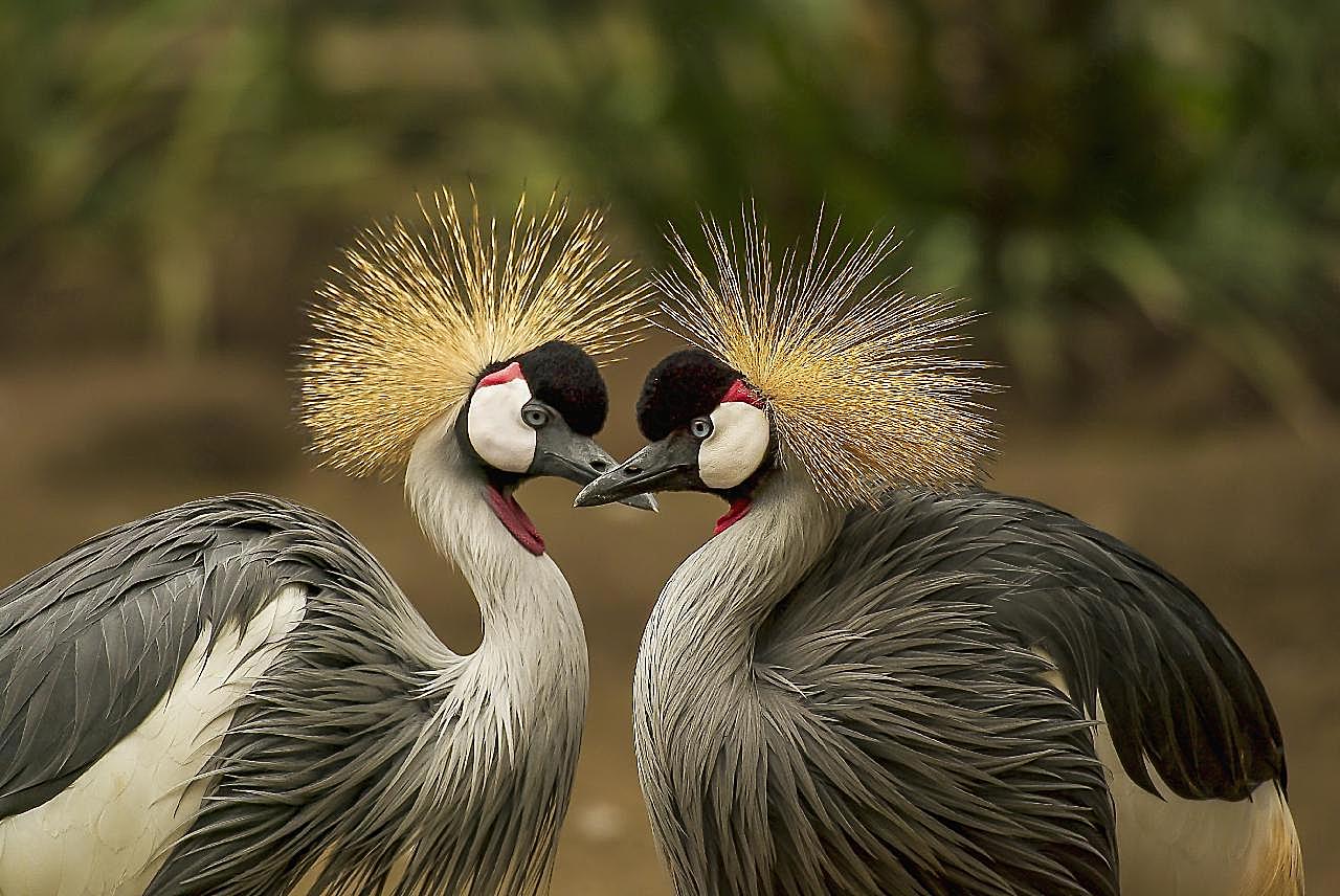 灰冠鹤素材图片飞禽世界