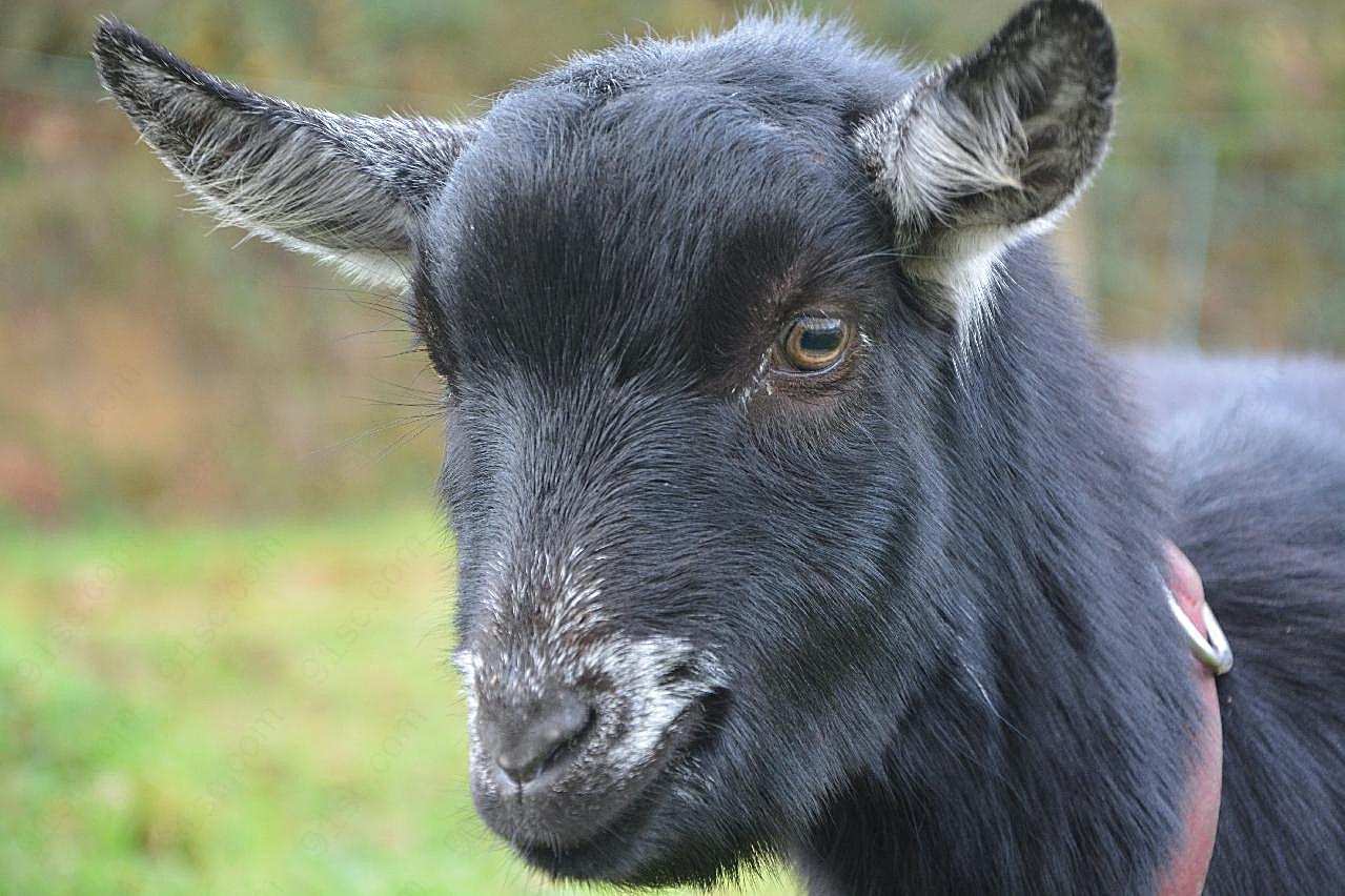 黑山羊养殖图片动物图片