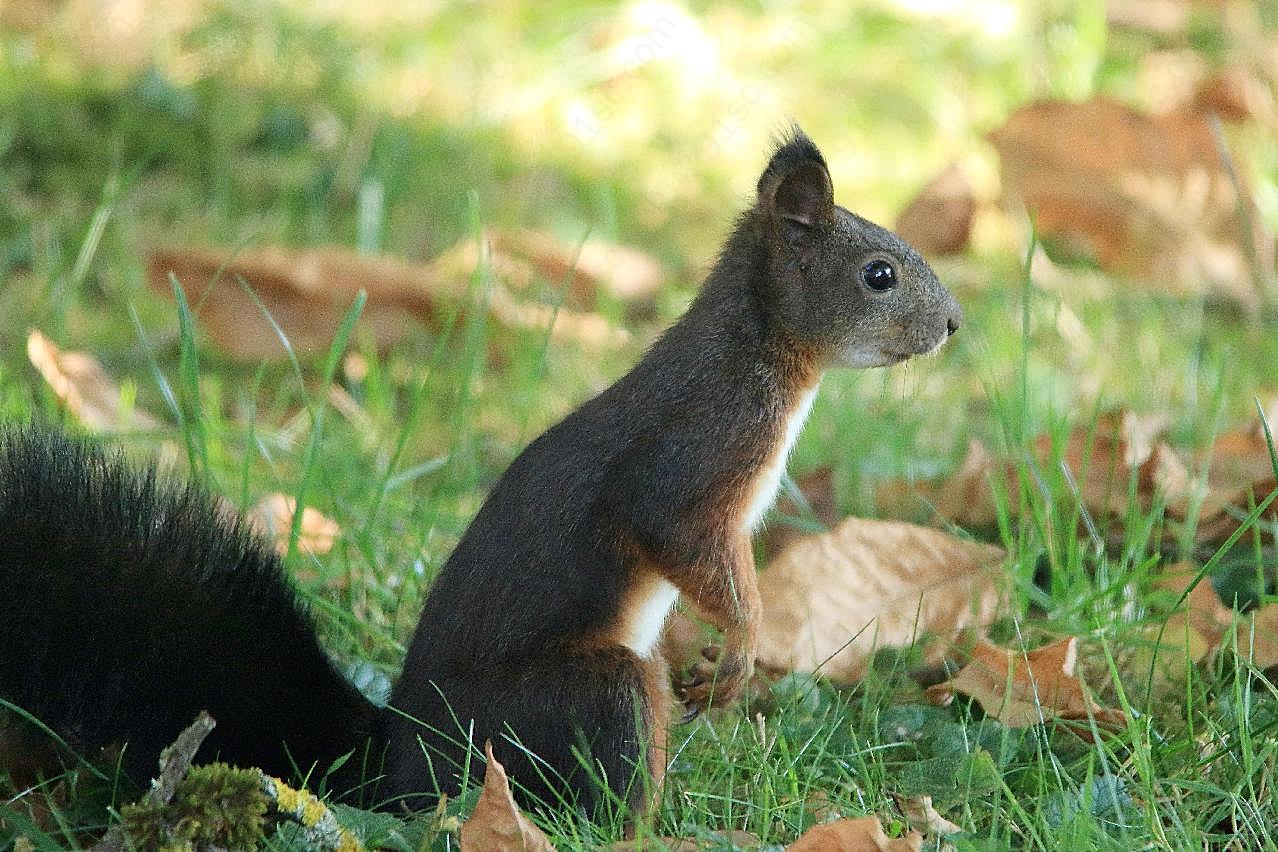 秋季可爱小松鼠图片摄影高清