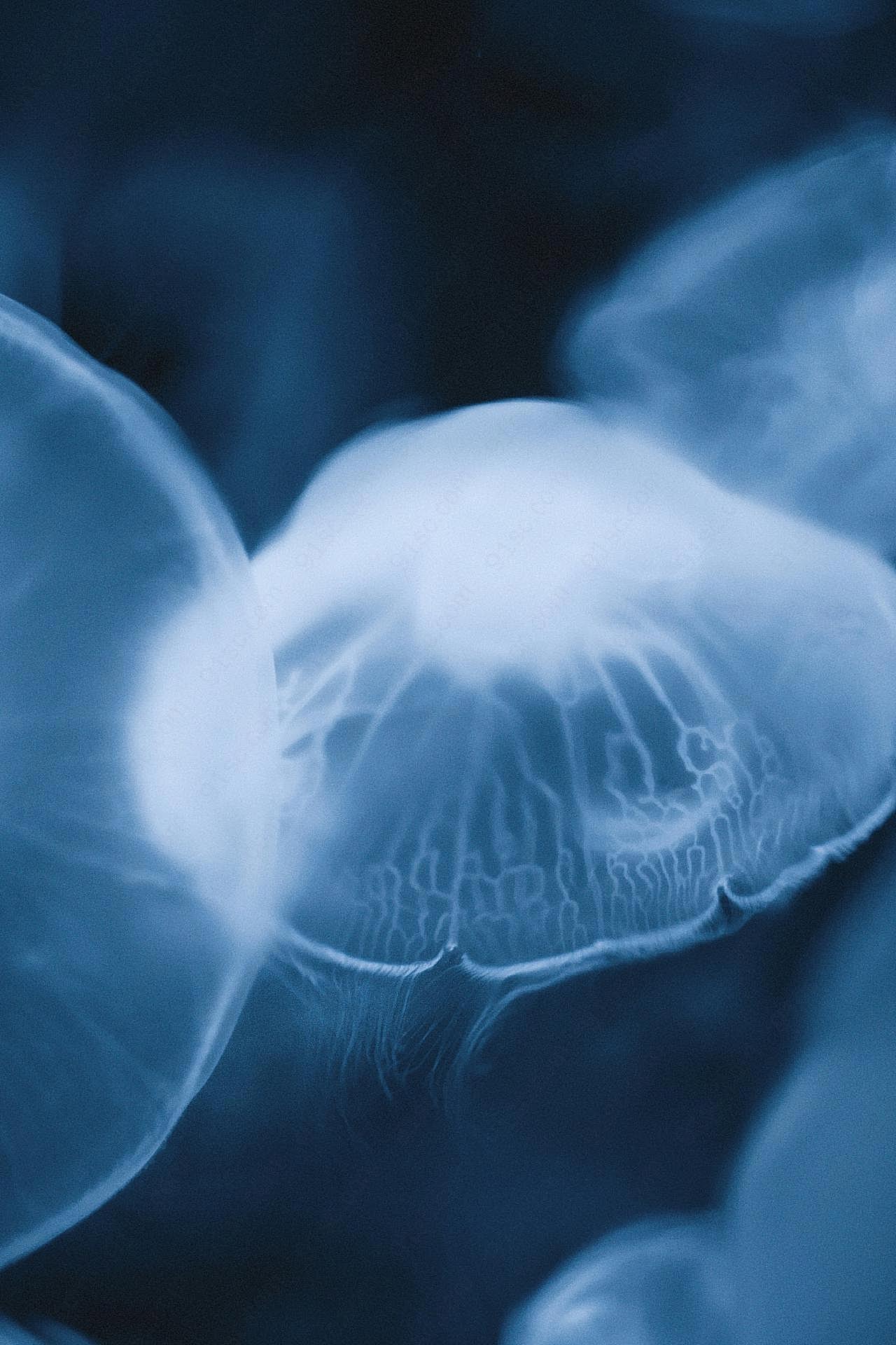 海月水母图片摄影高清