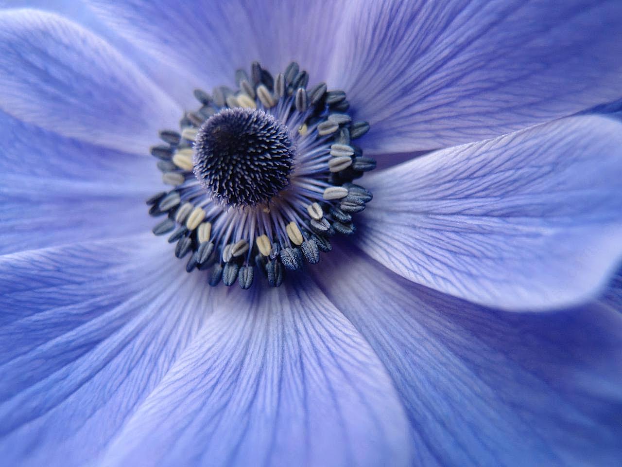 蓝花朵图片花的