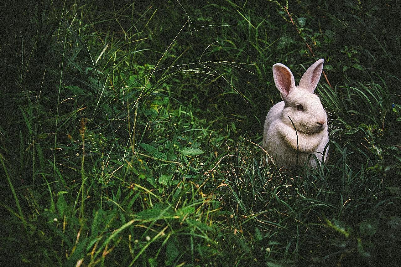 草地白兔图片兔子