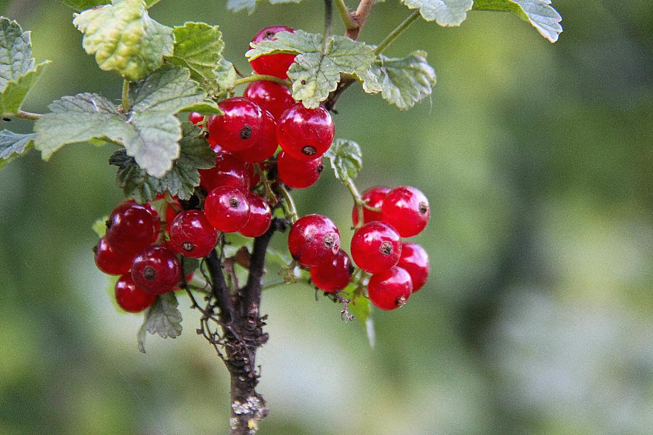 成熟野生红浆果图片摄影