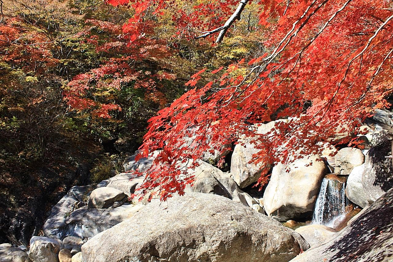 秋天红枫山涧图片高清摄影