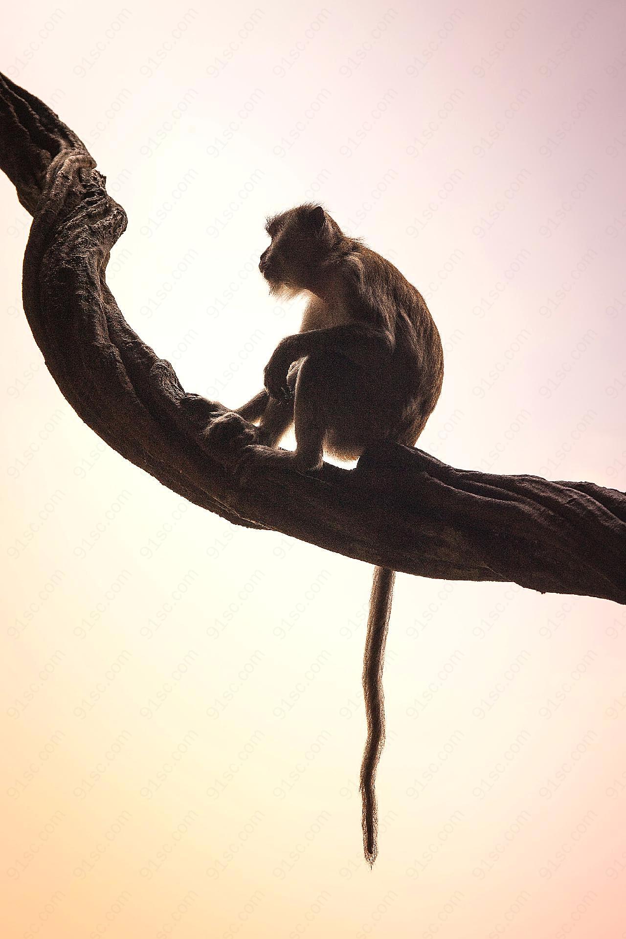 可爱野生猕猴图片高清摄影