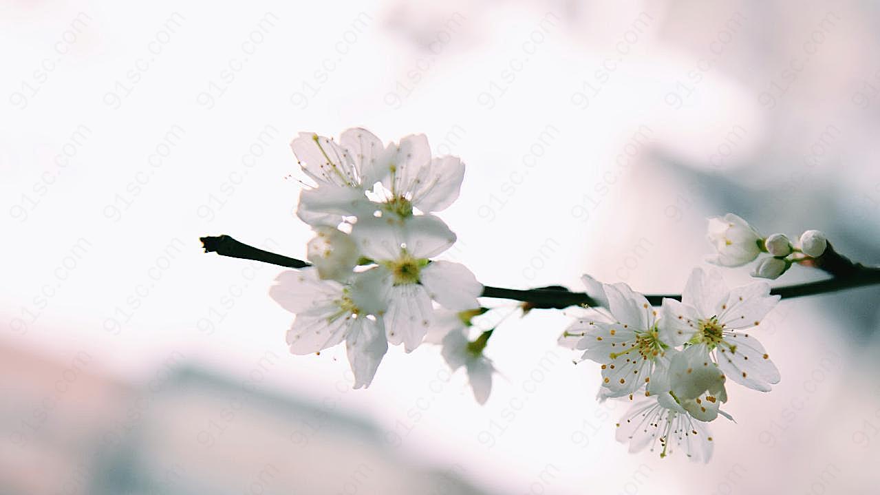春天桃花图片花卉