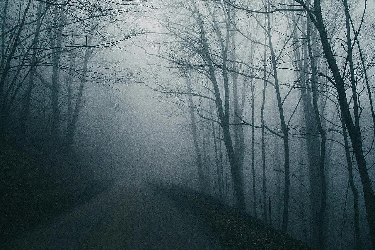 浓雾弥漫的图片树林