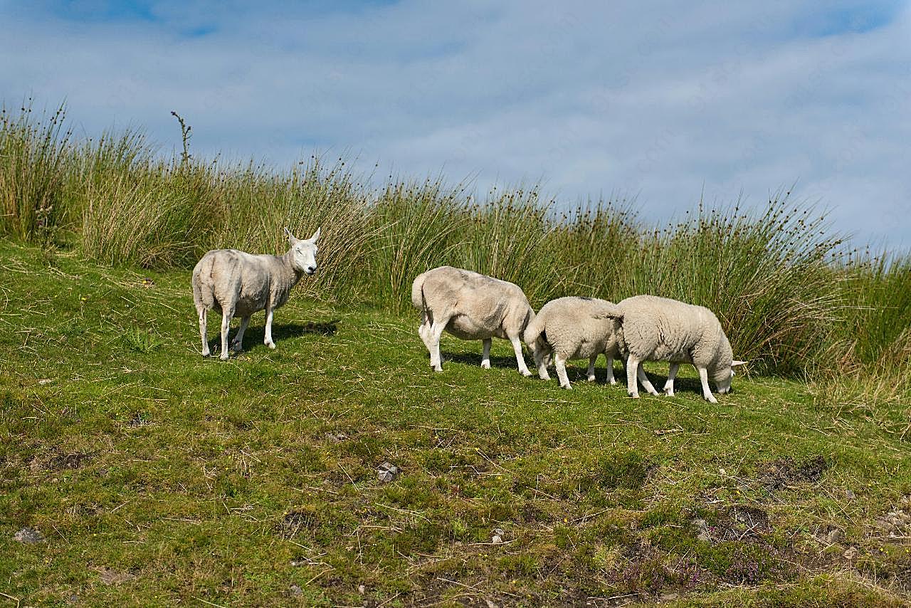 草地绵羊图片摄影高清