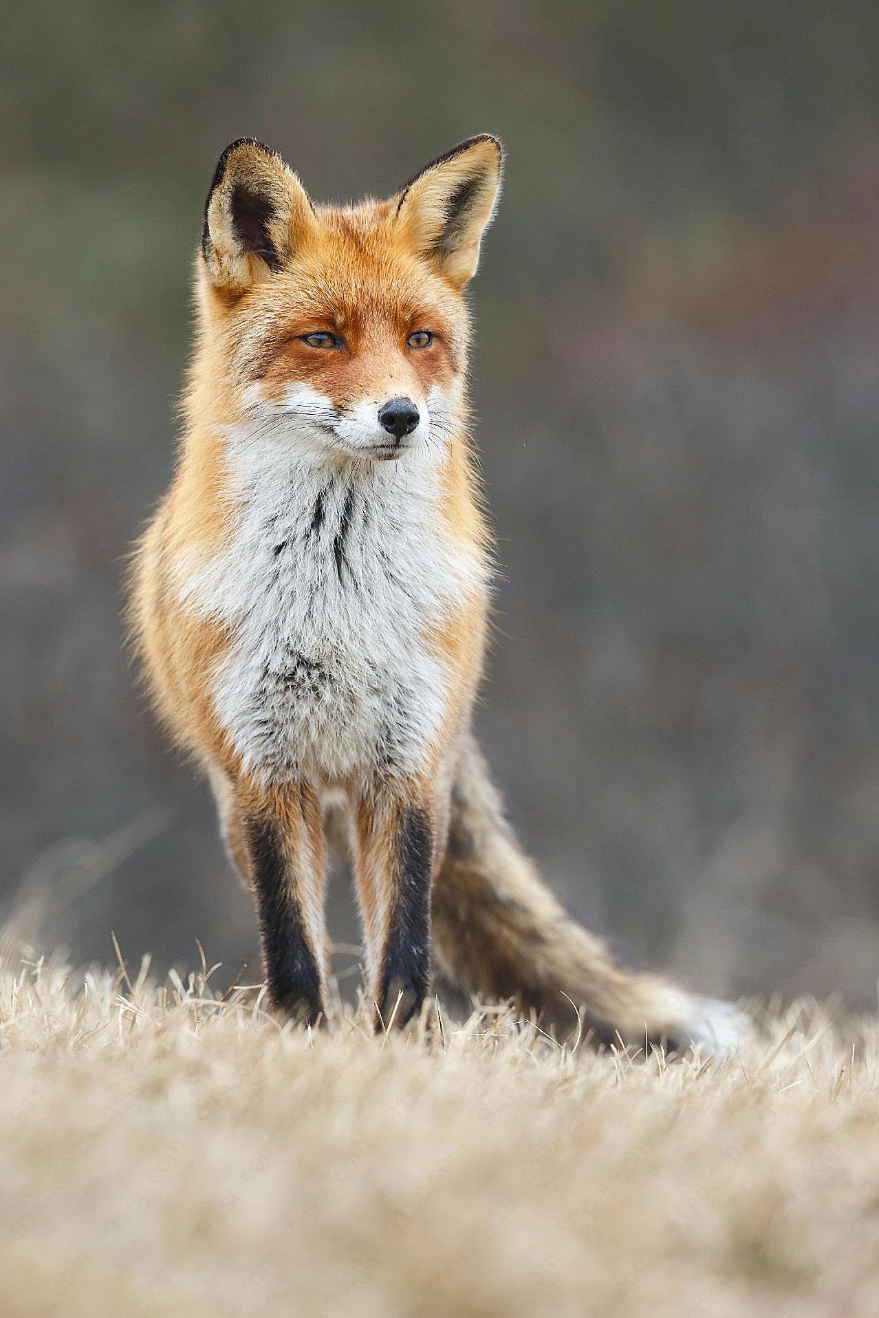 赤狐图片动物图片