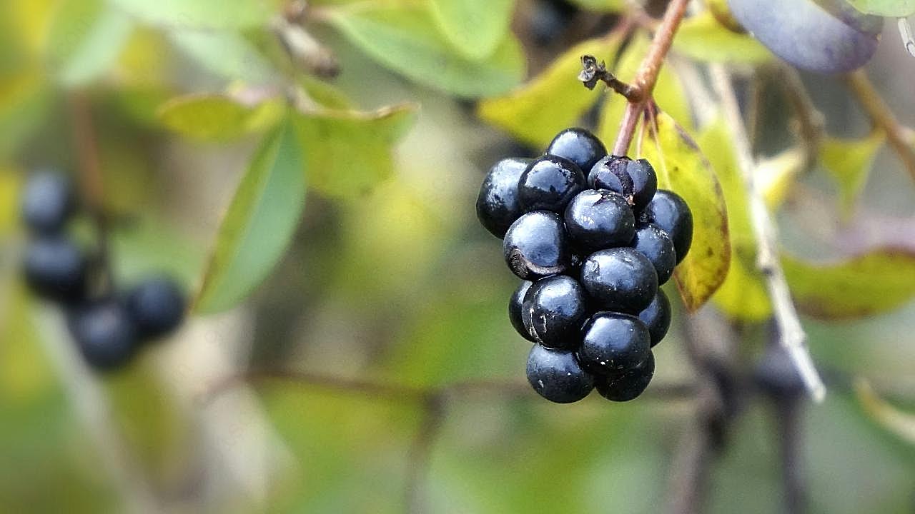 野生黑莓果图片生物