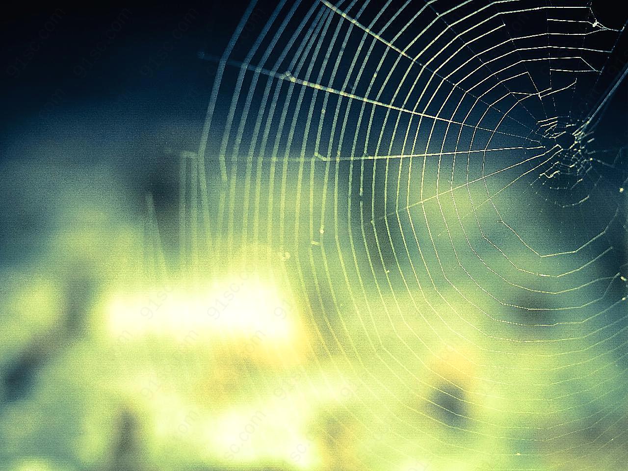 蜘蛛网特写图片昆虫