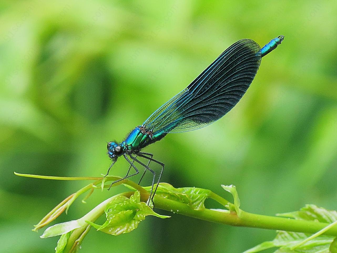 小蜻蜓休息图片生物