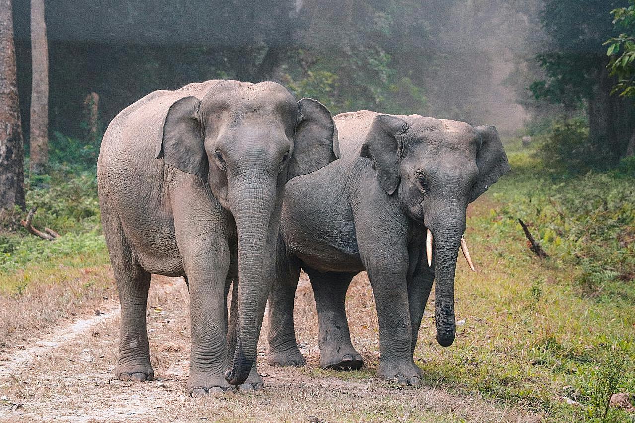 两只大象并排行走图片摄影高清