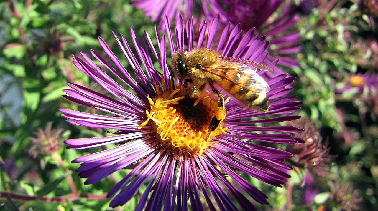 蜜蜂采花蜜摄影图片昆虫